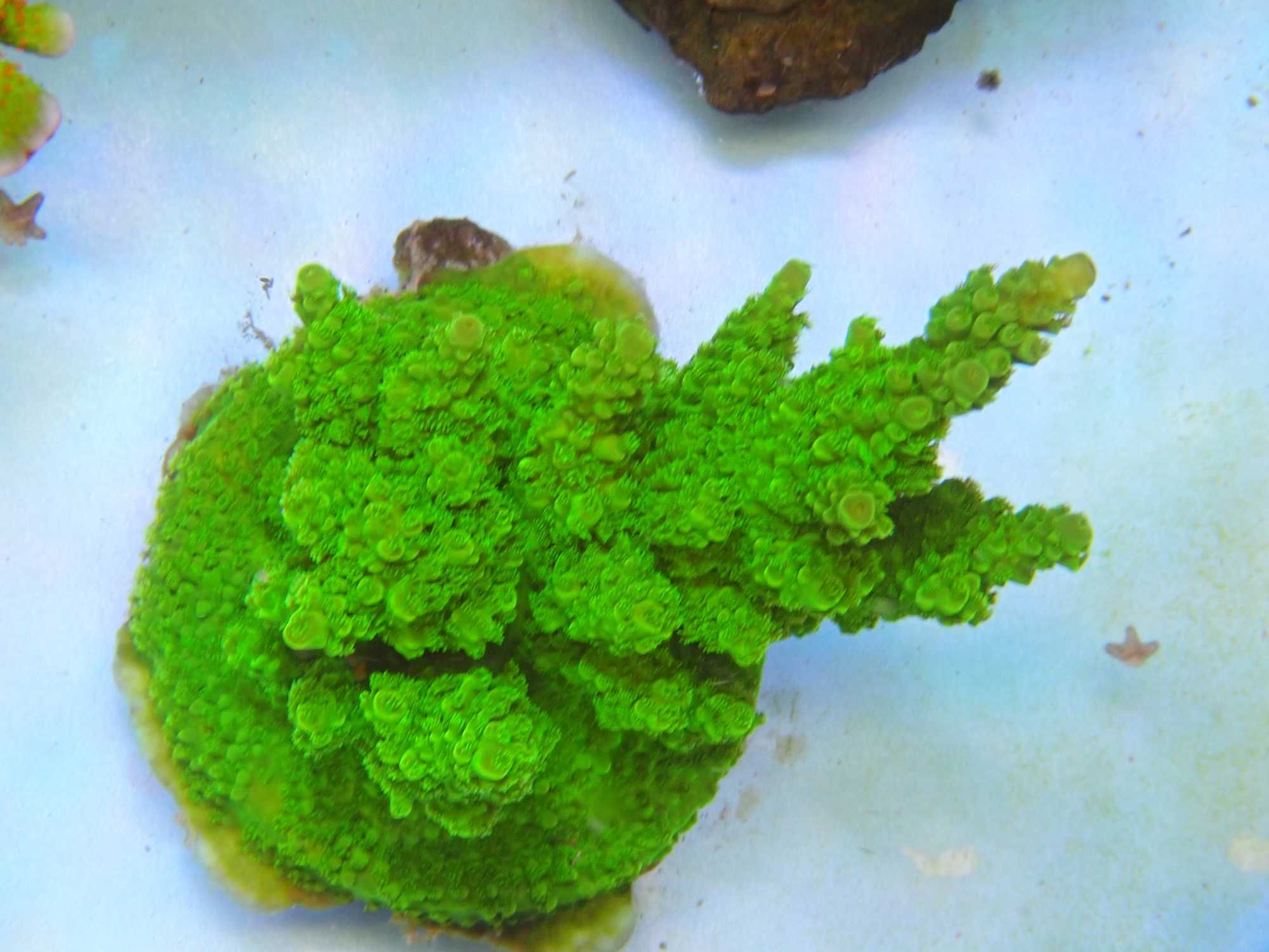 Acropora humilis