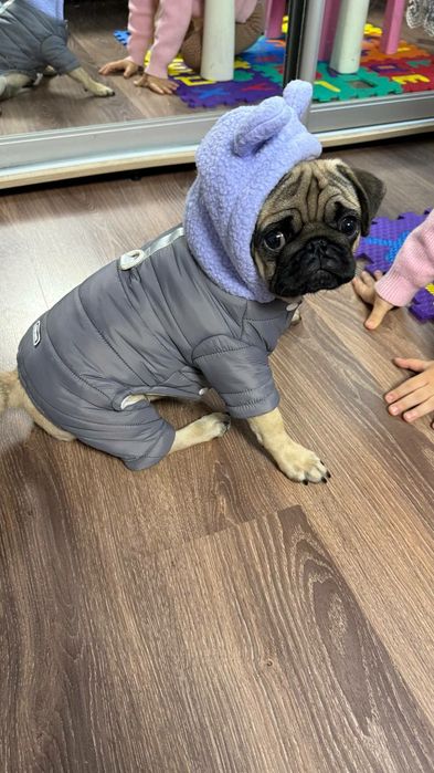 Комбінезон для тварин