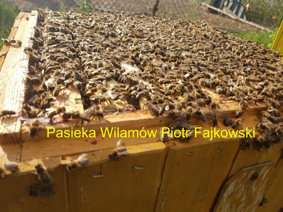 Odkłady 2025 Odkład pszczeli, wysyłamy,dostępne  od ręki, ostatnie szt