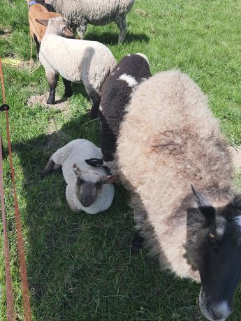 Owce owieczki baranki owce