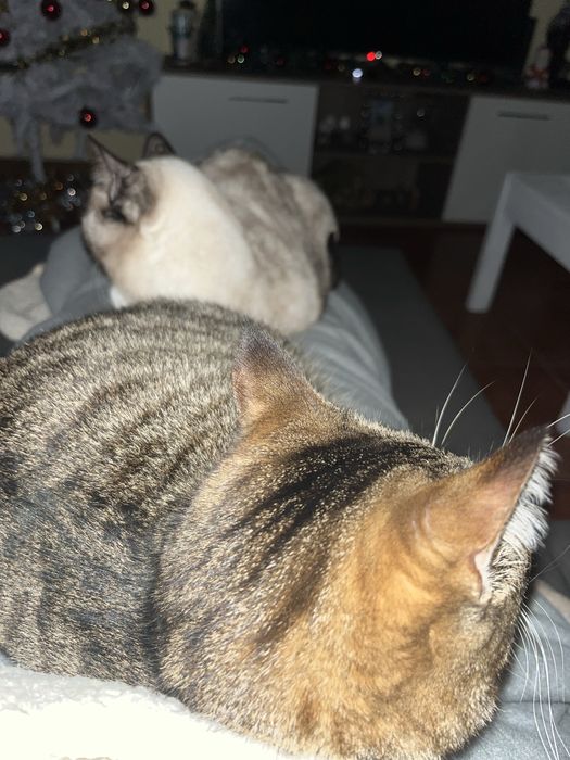 Adoção de duas gatas