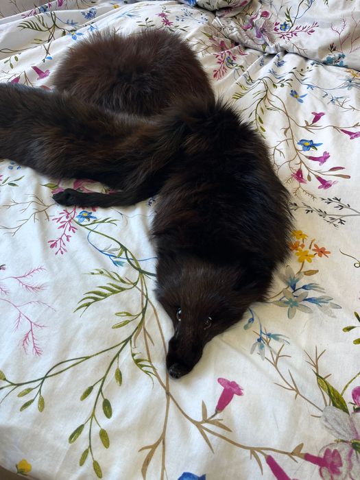 Szalik z lisa + czapka z lisa