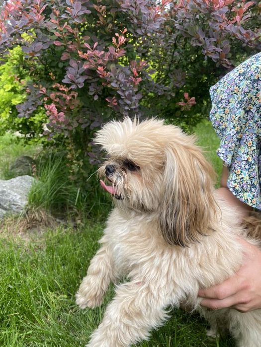 В'язка мини шит цу мальчик