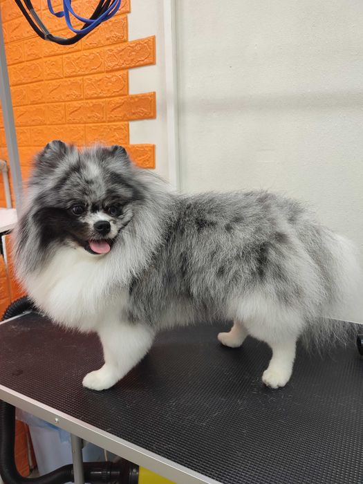 Грумінг стрижка собак Грумер метро Харківська