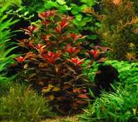 Ludwigia-Repens Rubin roślinka do akwarium z przycinki