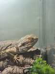Brodata Agama + Terrarium