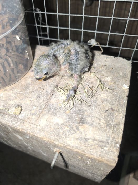 Agaponis roseicollis para criar à mão