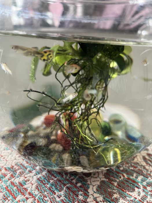 Рибки гуппі, хлопчики, дівчатка