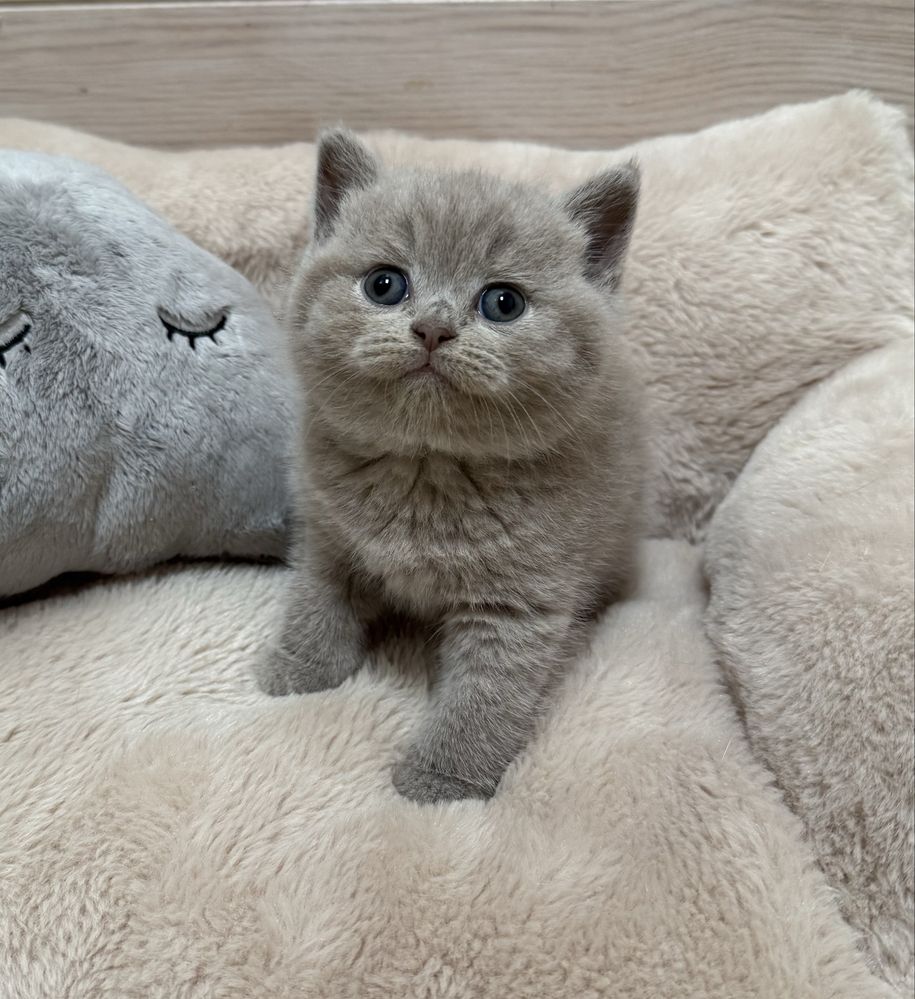British shorthair lilac