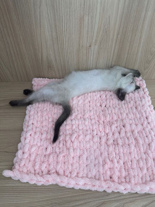 Регдолл дівчинка, 5 міс