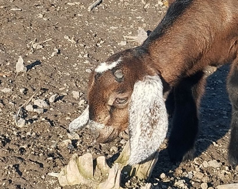 Обезроживание козлят