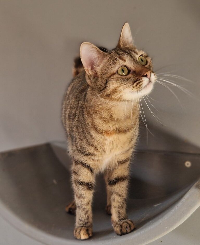 Eshka kochana kotka do adopcji!