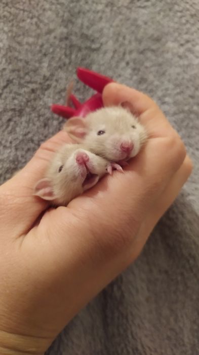 Хлопчики та дівчатка дамбіки