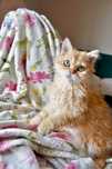 Przepiękna złota kotka selkirk rex