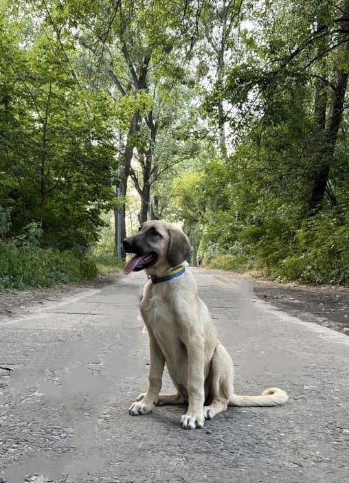 Kangal suczka 4 miesiace FCI