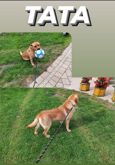 Rodowodowe Szczenięta Labrador Retriever z Rodowodem SWKiPR