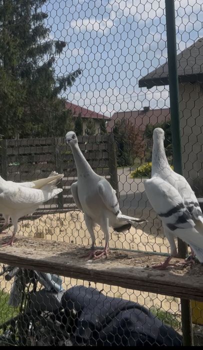 pdl pasiak srebrzysty wylot