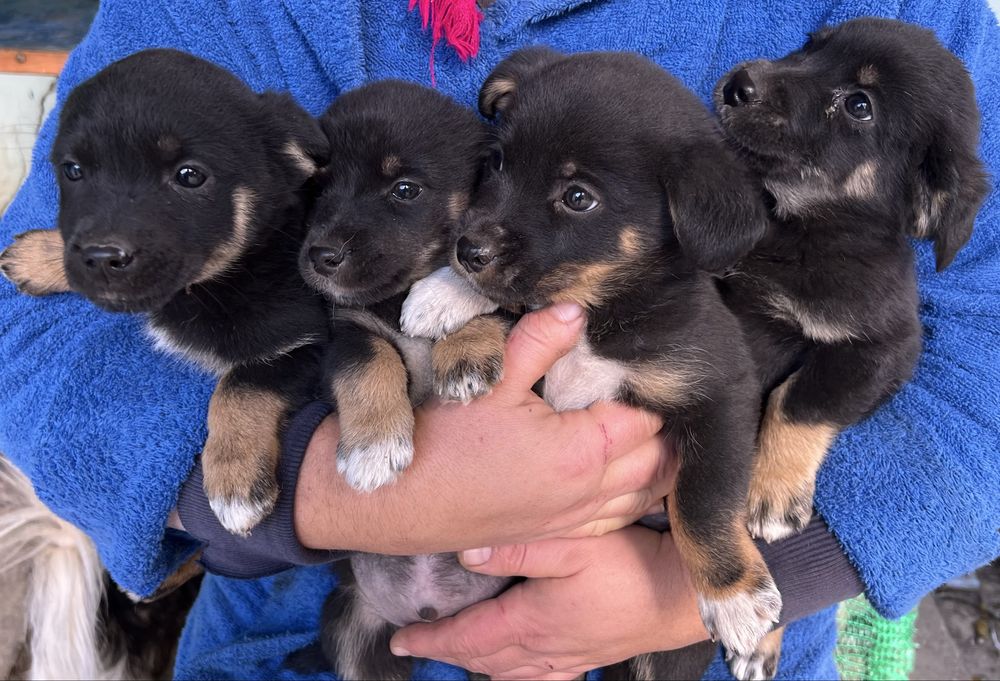 Віддам у добрі руки