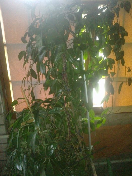 Расспродажа комнатных цветов с горшками