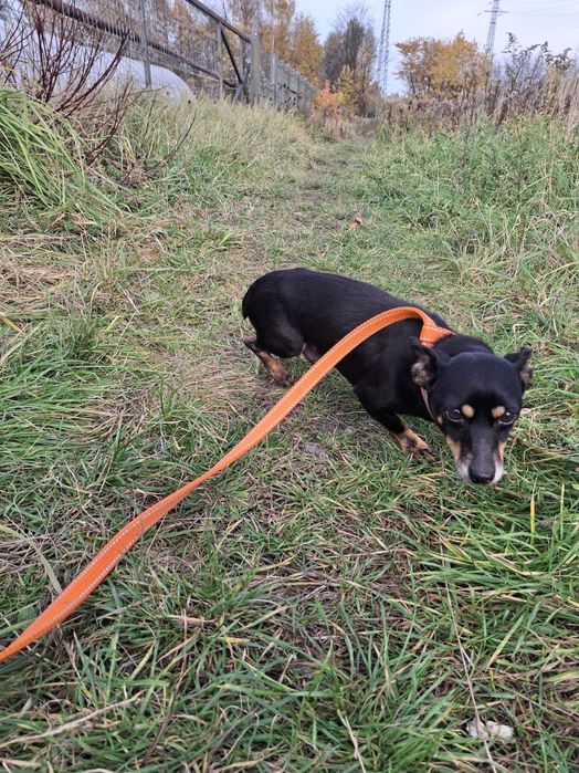 Pies Nr 484/25 GENERAŁ Schronisko Chorzów PsiKot