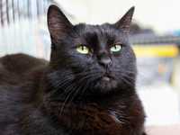 Кошка Симона черная пантера (1.5г)