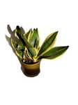 Sansevieria sansewieria wężownica Futura superba