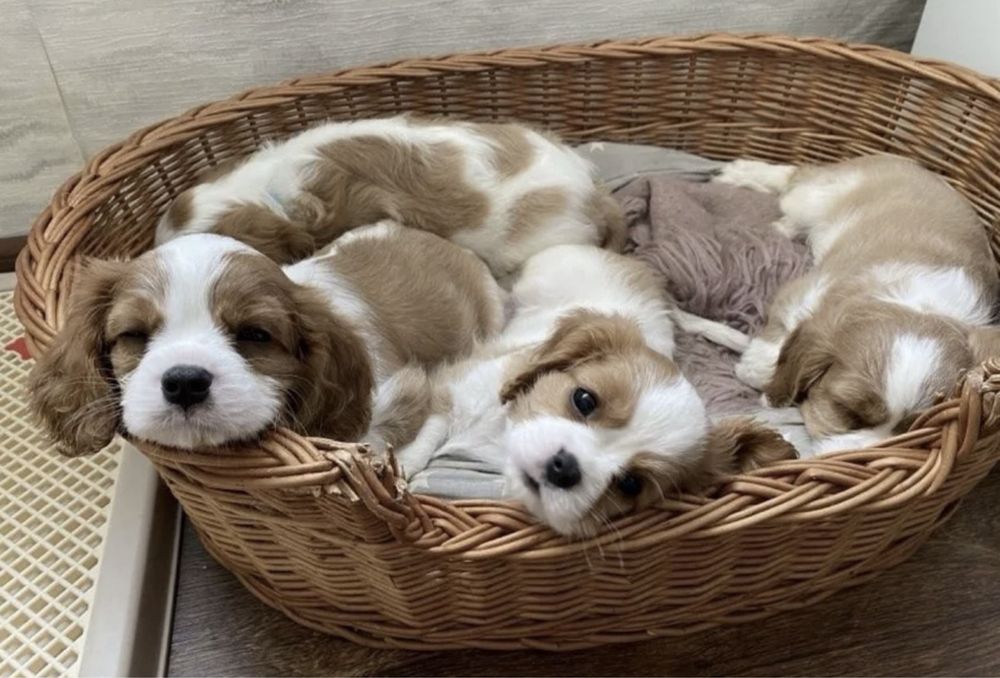 Cavalier king charles spaniel szczeniak ekstra klasa