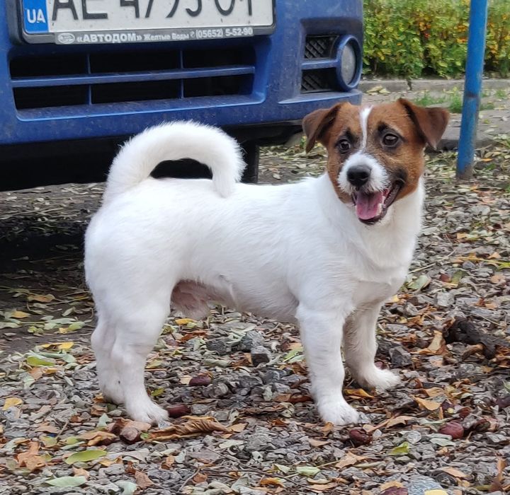 Джек рассел кобель для вязки