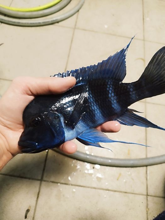 Cyphotilapia gibberosa blue zair moba tanganika