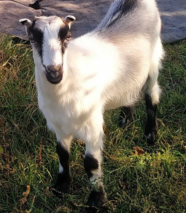 Молода козочка Ламанча, вік 7 місяців