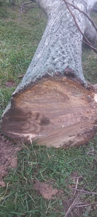 Orzech włoski konar