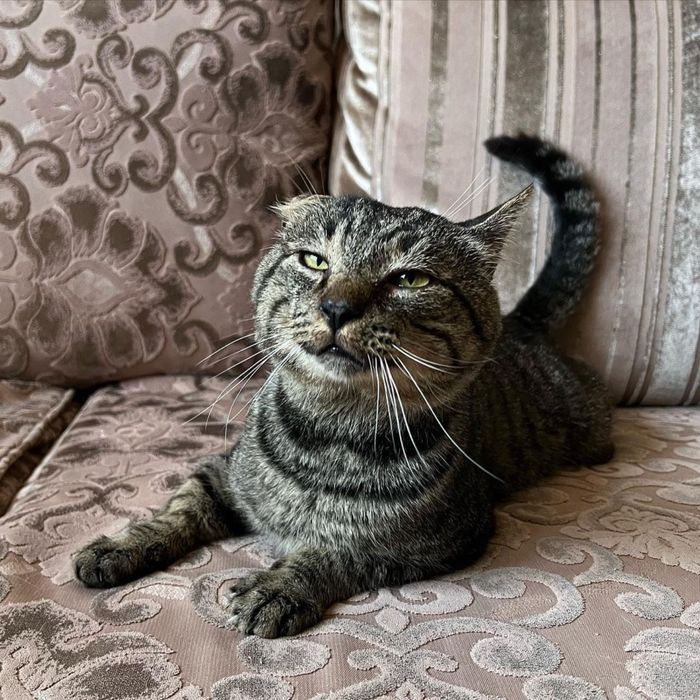 Кот, который выжил после обстрела ищет семью!