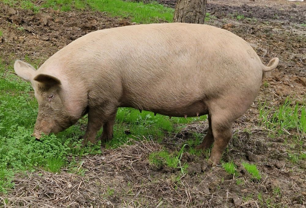 Porca grande e gorda