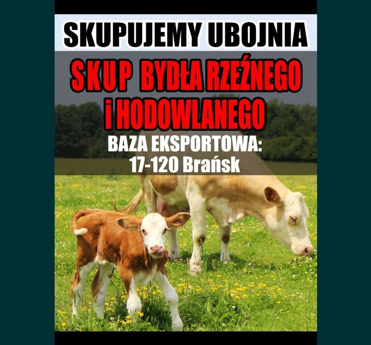 Skup Bydła Rzeźnego