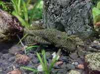 Glonojad - zbrojnik Ancistrus około 7 cm