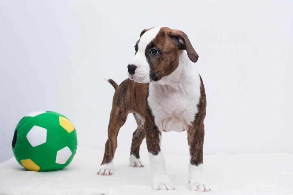 AMSTAFF American Staffordshire Terrier