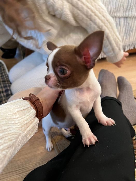 Завжди в наявності чихуахуа дітки