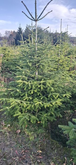 Choinki swierk jodla choinka