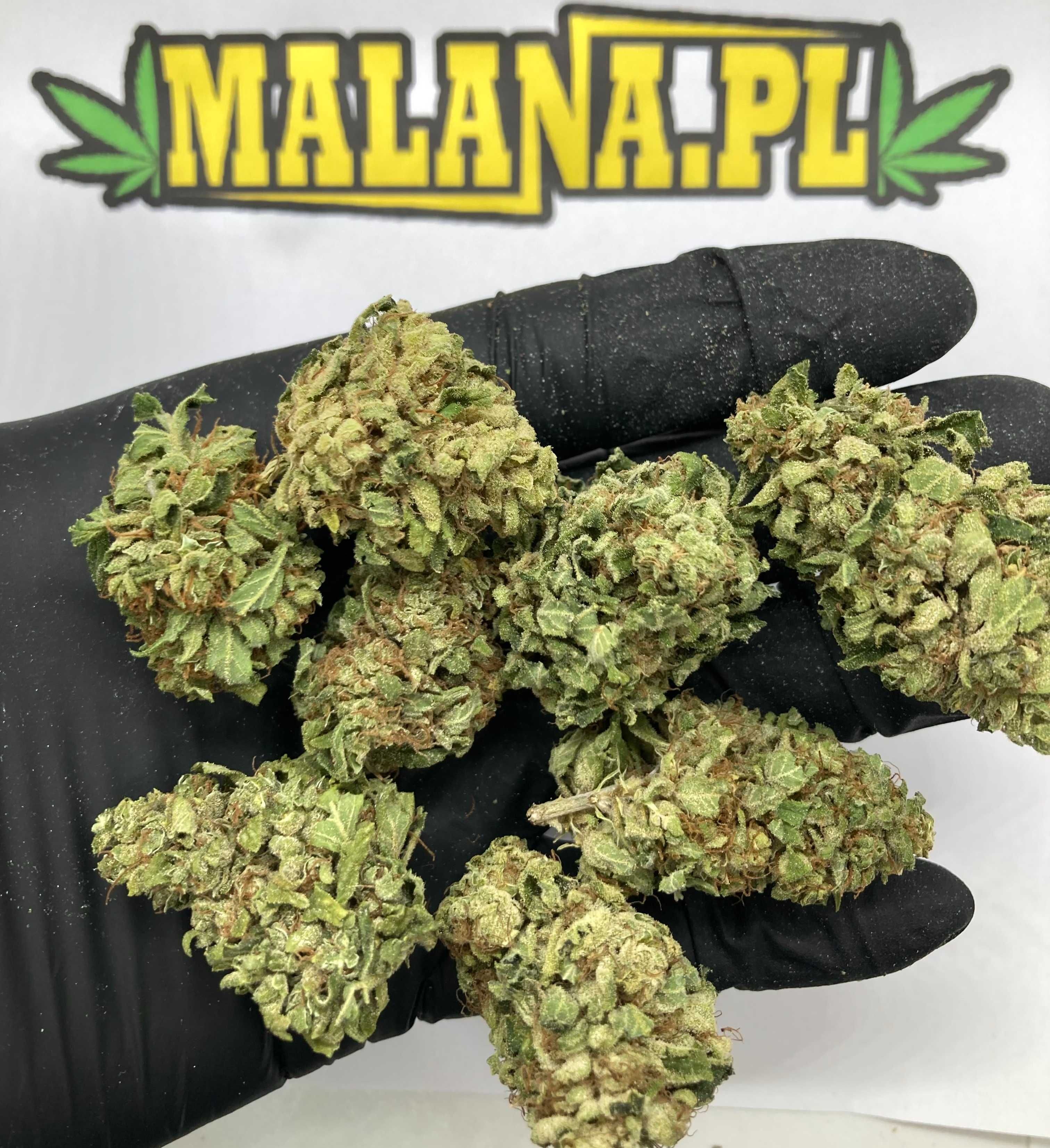 Jasny Lekki Susz CBD White Widow 10g MALANA.PL