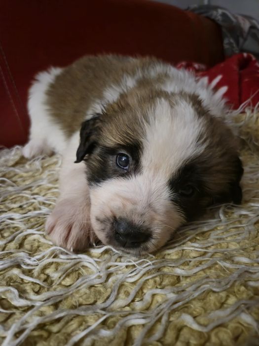 Bernardyn Szczeniaki