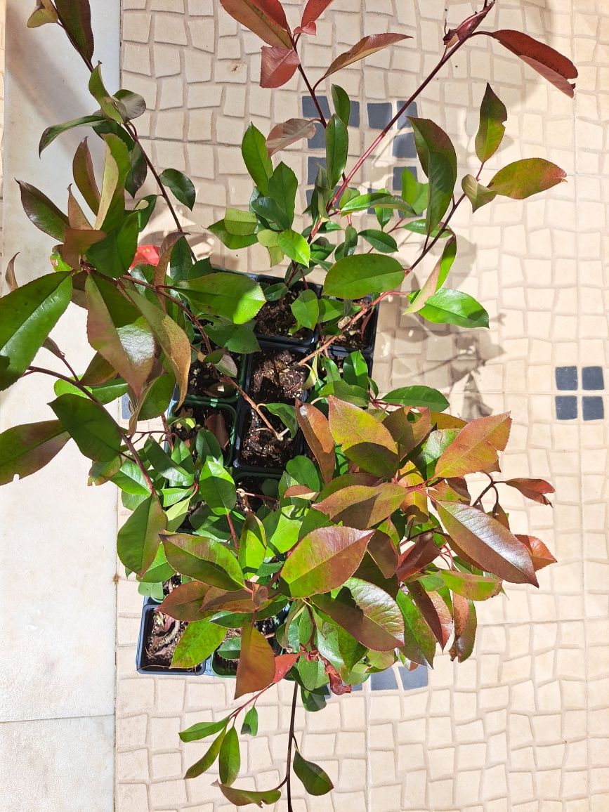 Photinias/Fotinias
