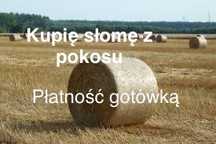 Skup słomy z pokosu/ usługi prasowania słomy,siana