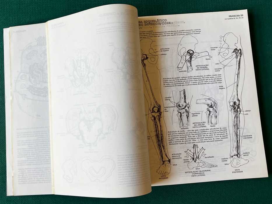 ANATOMIA: Manual Para Colorir.