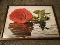 Obraz piękny  róża