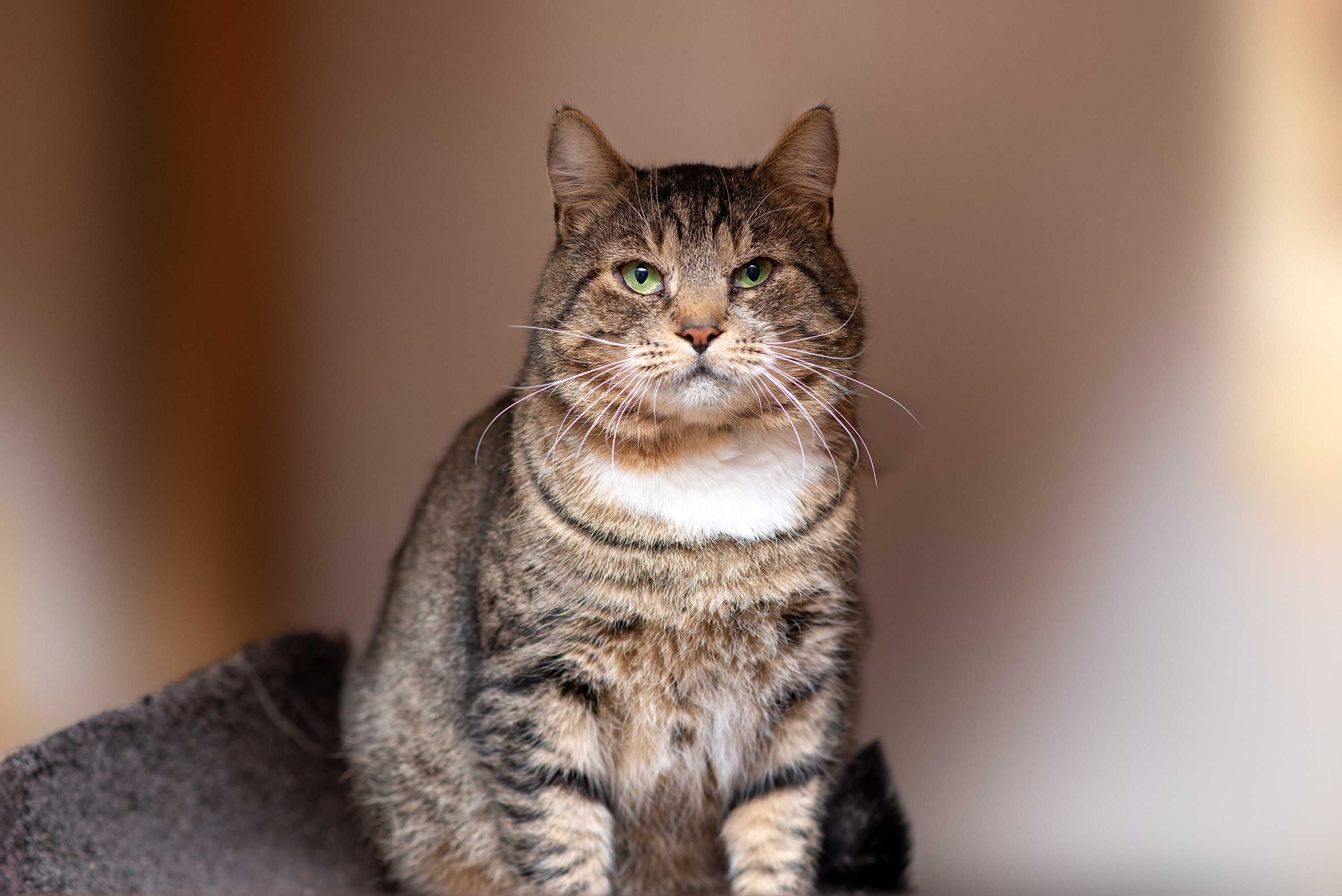 Віддам в добрі руки молодого харизматичного кота Тигра.