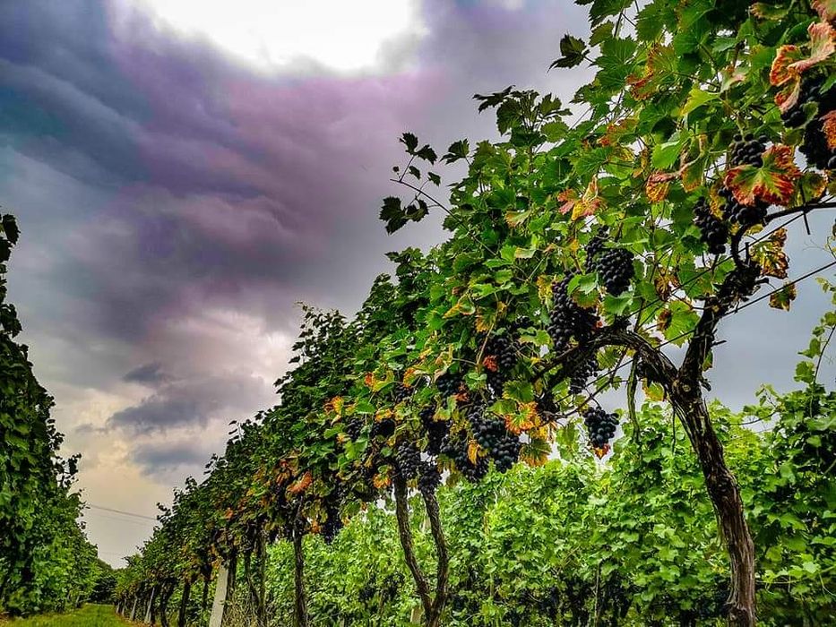 Winnica - krzewy winogron
