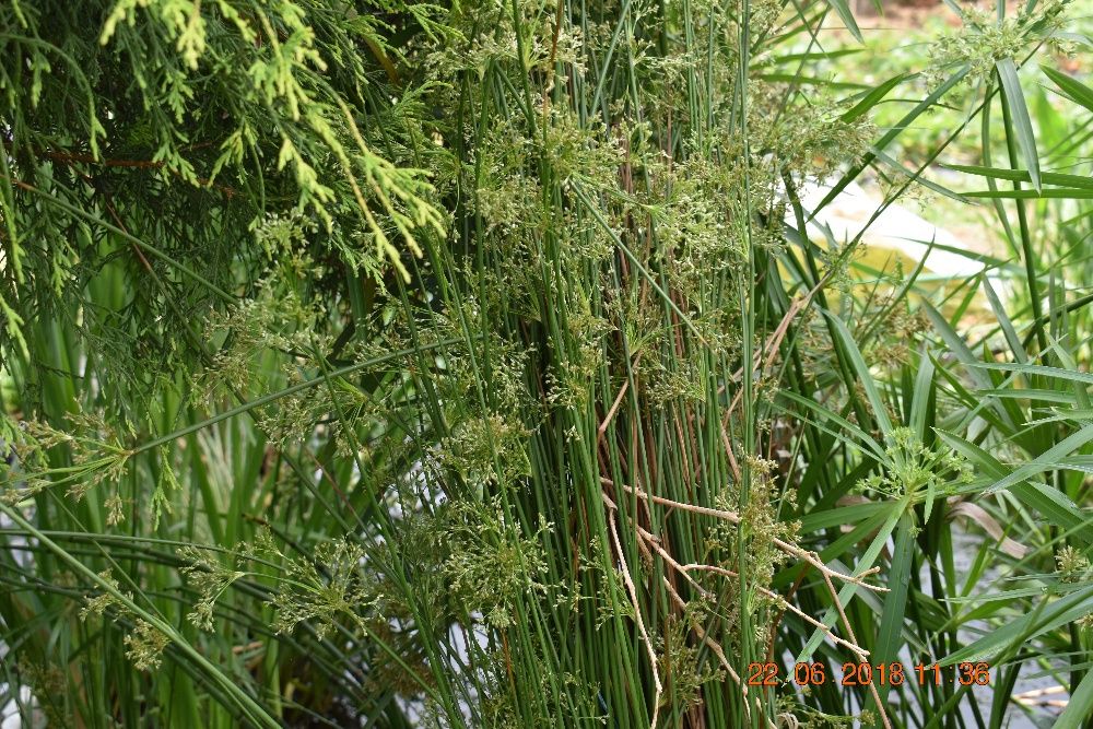 Plantas Aquáticas