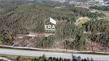 Eucaliptal com 9780m2