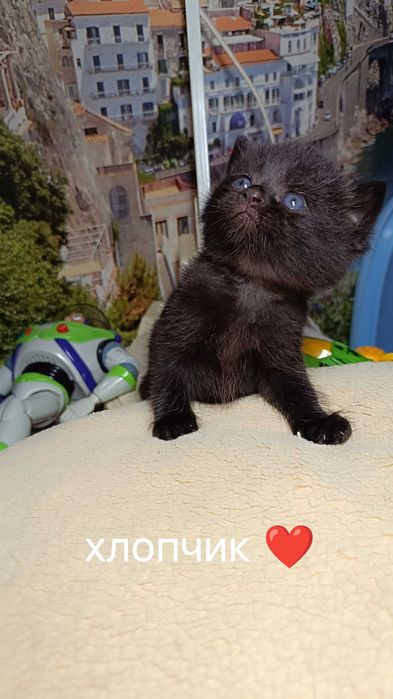 Кошенята Шотланд та британці