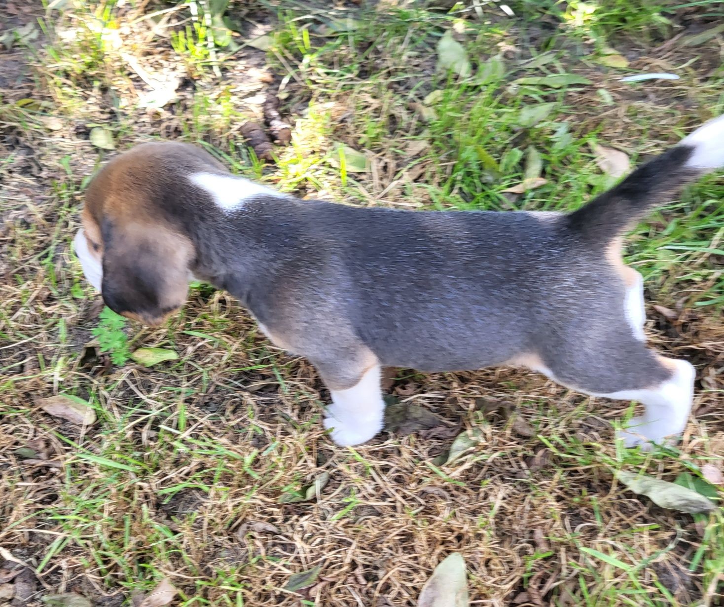 Beagle piesek sprzedam